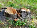 Rozpoczęto usuwanie korzeni drzew. Widoczny duży, spróchniały pień po ściętym drzewie, otoczony zieloną trawą i młodymi roślinami.
