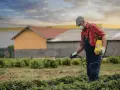 Rolnik w masce i kombinezonie opryskuje pole. Roundup 360 Plus ile na 1 litr wody? Tego dowie się z instrukcji.