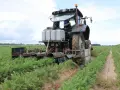 Traktor z maszyną do zbioru marchwi pracuje na polu. Maszyna tworzy wąski klin w ziemi, oddzielając rośliny.
