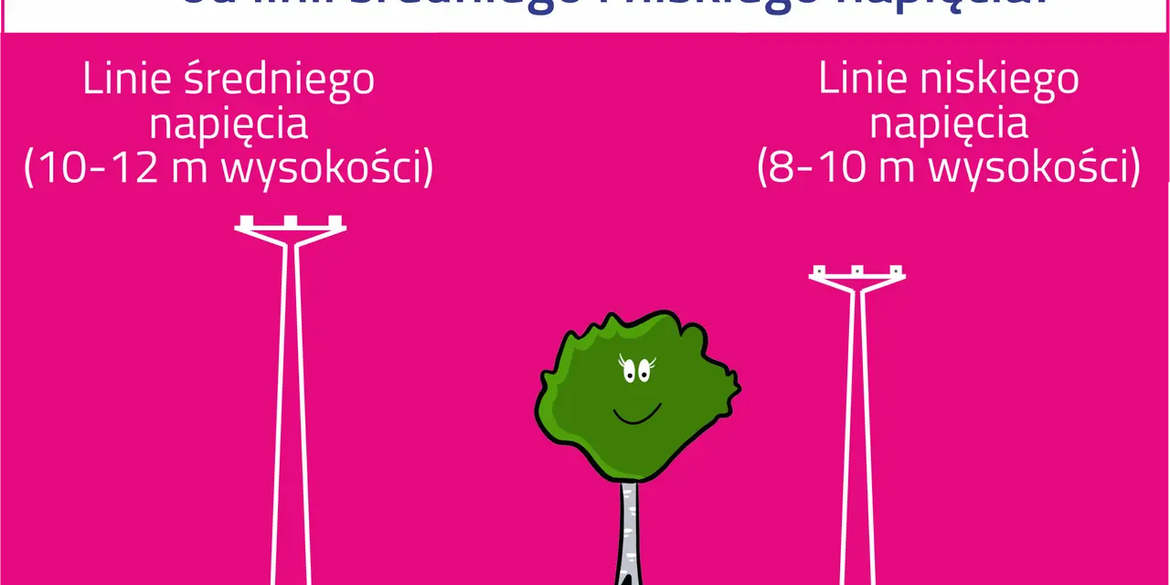 Ilustracja pokazuje, jak zachować bezpieczną odległość od linii energetycznych. Drzewo powinno być posadzone 5 m od linii średniego napięcia (10-12 m) i 2 m od linii niskiego napięcia (8-10 m).