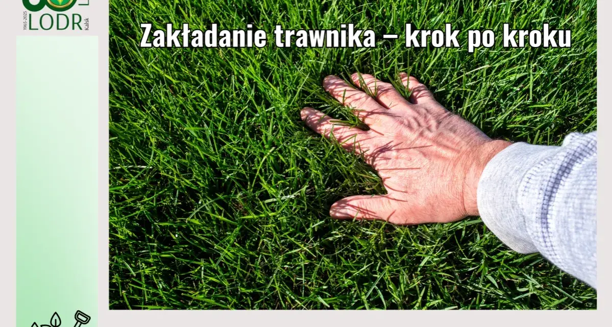 Dłoń dotyka gęstej, zielonej trawy. Poradnik ogrodniczy LODR podpowiada, jak wyrownac trawnik krok po kroku.