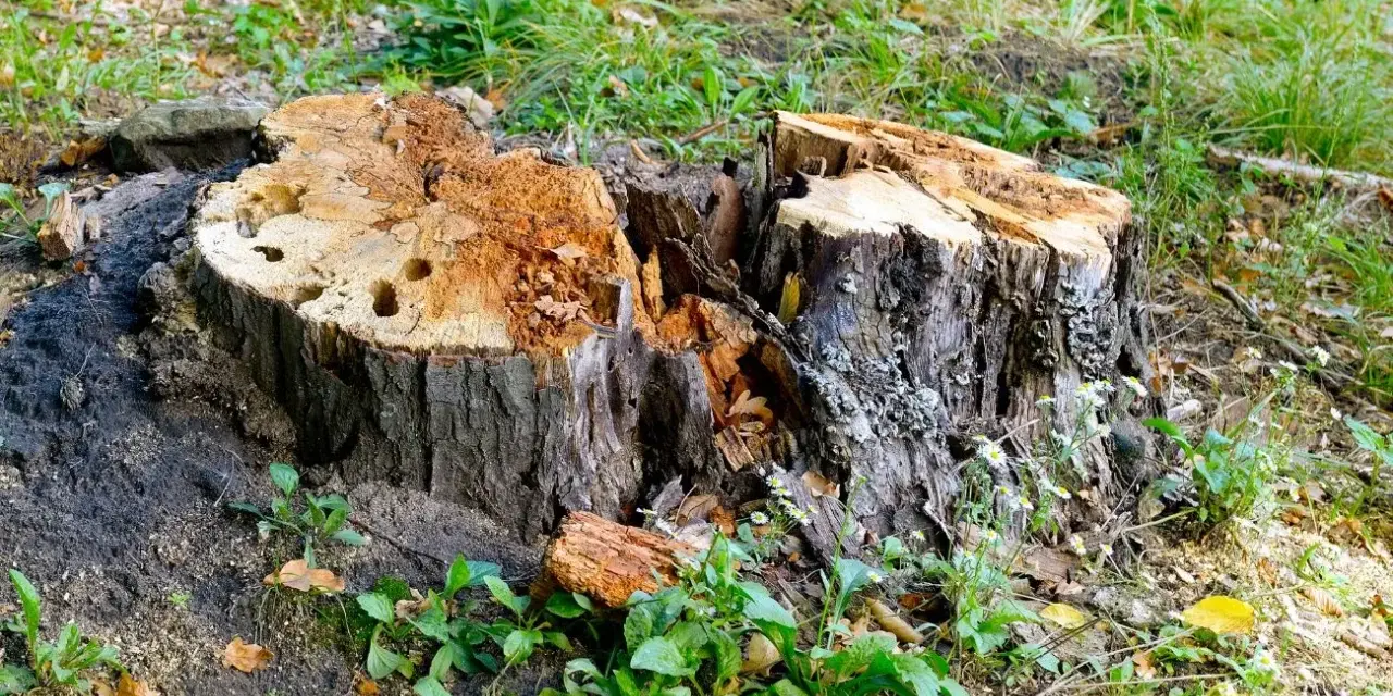Rozpoczęto usuwanie korzeni drzew. Widoczny duży, spróchniały pień po ściętym drzewie, otoczony zieloną trawą i młodymi roślinami.