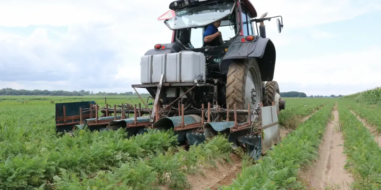 Traktor z maszyną do zbioru marchwi pracuje na polu. Maszyna tworzy wąski klin w ziemi, oddzielając rośliny.