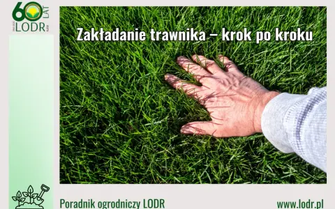 Dłoń dotyka gęstej, zielonej trawy. Poradnik ogrodniczy LODR podpowiada, jak wyrownac trawnik krok po kroku.