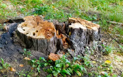 Rozpoczęto usuwanie korzeni drzew. Widoczny duży, spróchniały pień po ściętym drzewie, otoczony zieloną trawą i młodymi roślinami.