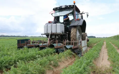 Traktor z maszyną do zbioru marchwi pracuje na polu. Maszyna tworzy wąski klin w ziemi, oddzielając rośliny.
