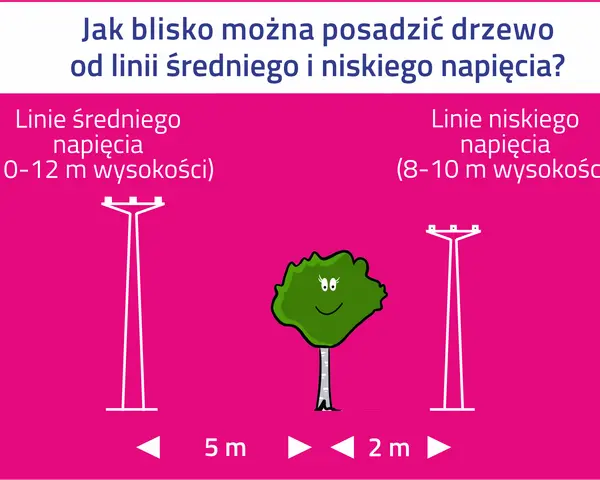 Ilustracja pokazuje, jak zachować bezpieczną odległość od linii energetycznych. Drzewo powinno być posadzone 5 m od linii średniego napięcia (10-12 m) i 2 m od linii niskiego napięcia (8-10 m).