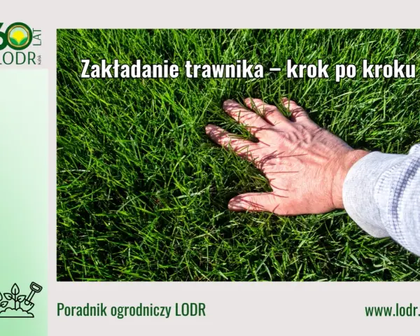 Dłoń dotyka gęstej, zielonej trawy. Poradnik ogrodniczy LODR podpowiada, jak wyrownac trawnik krok po kroku.