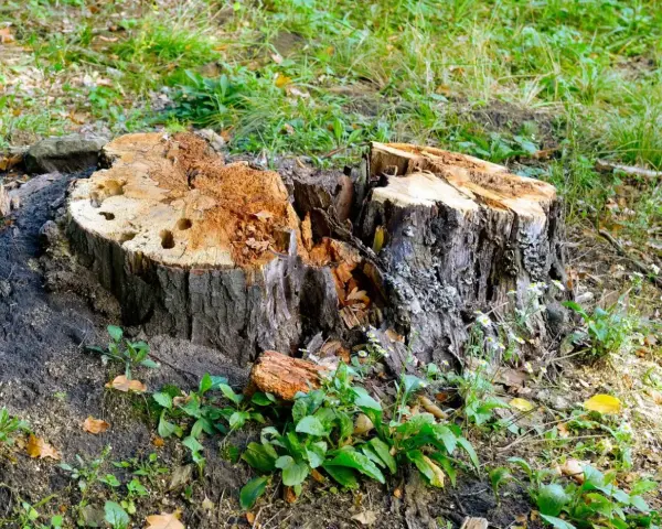 Rozpoczęto usuwanie korzeni drzew. Widoczny duży, spróchniały pień po ściętym drzewie, otoczony zieloną trawą i młodymi roślinami.