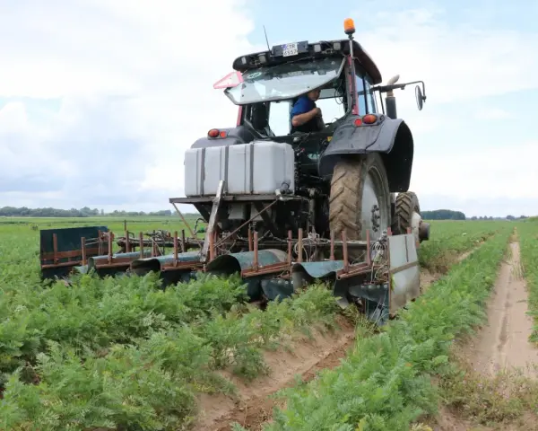 Traktor z maszyną do zbioru marchwi pracuje na polu. Maszyna tworzy wąski klin w ziemi, oddzielając rośliny.