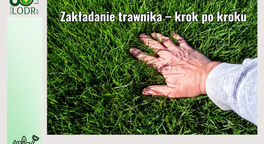 Dłoń dotyka gęstej, zielonej trawy. Poradnik ogrodniczy LODR podpowiada, jak wyrownac trawnik krok po kroku.