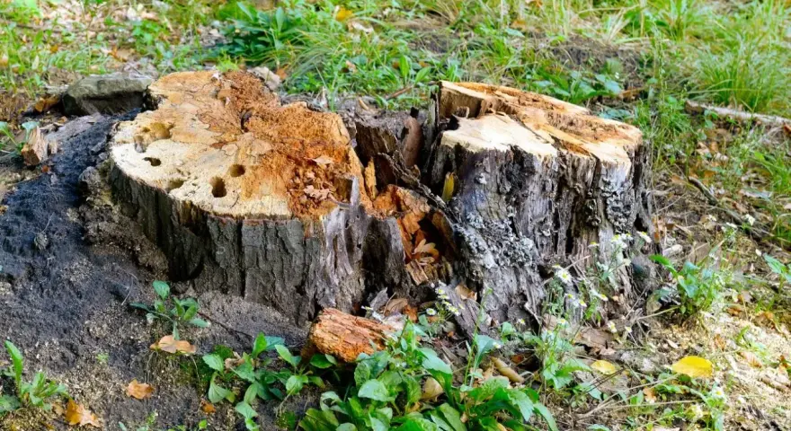Rozpoczęto usuwanie korzeni drzew. Widoczny duży, spróchniały pień po ściętym drzewie, otoczony zieloną trawą i młodymi roślinami.