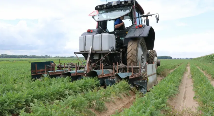 Traktor z maszyną do zbioru marchwi pracuje na polu. Maszyna tworzy wąski klin w ziemi, oddzielając rośliny.